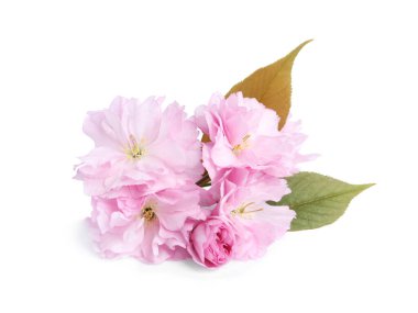 Güzel sakura çiçeği beyazın üzerinde soyutlanmış. Japon kirazı