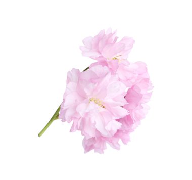 Güzel sakura çiçeği beyazın üzerinde soyutlanmış. Japon kirazı