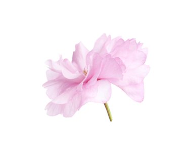 Güzel sakura çiçeği beyazın üzerinde soyutlanmış. Japon kirazı