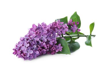 Beyaz yapraklı güzel çiçek açan leylak dalı