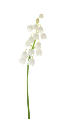 Vadinin güzel zambakları bembeyaz