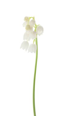 Vadinin güzel zambakları bembeyaz