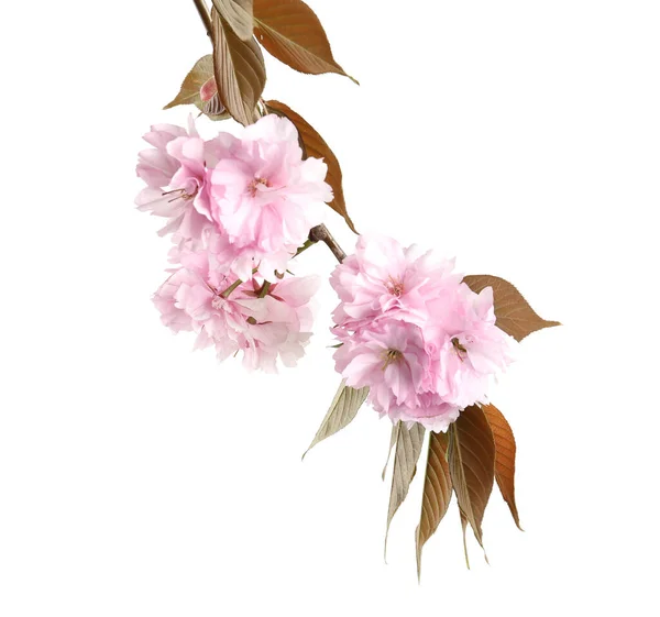 Sakura Trädgren Med Vacker Blomma Isolerad Vitt Vårsäsong — Stockfoto