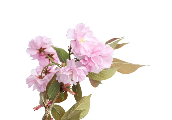 Rama Árbol Sakura Con Hermosa Flor Sobre Fondo Blanco Cereza —  Fotos de Stock