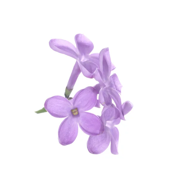 Belle Fleur Lilas Violet Isolée Sur Blanc — Photo