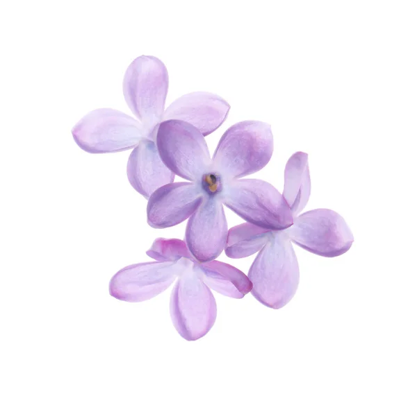 Belle Fleur Lilas Violet Isolée Sur Blanc — Photo