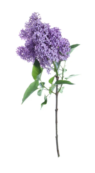 Vacker Blommande Lila Gren Med Blad Isolerade Vit — Stockfoto