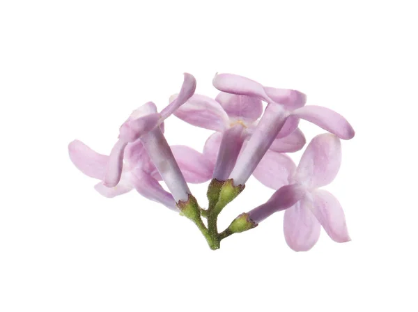 Bela Flor Lilás Violeta Isolado Branco — Fotografia de Stock