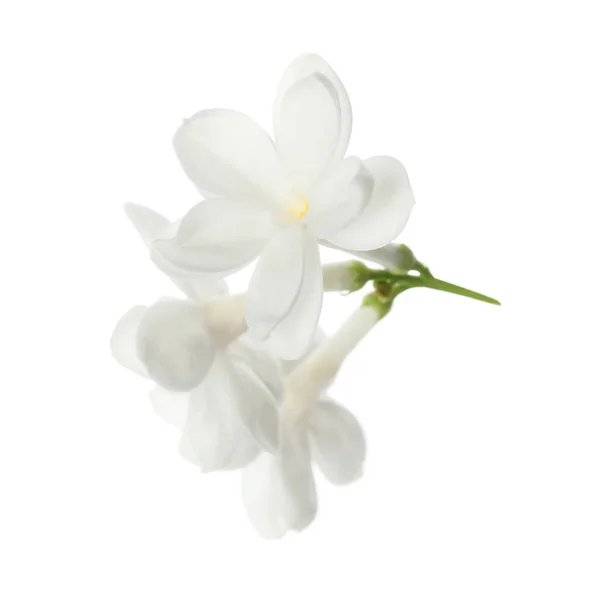 Bela Flor Lilás Fresco Isolado Branco — Fotografia de Stock