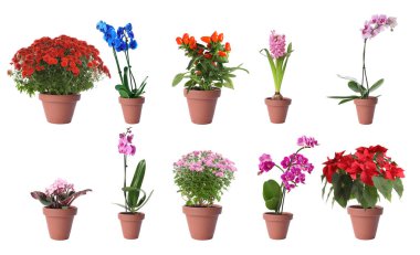 Beyaz arka planda çiçek saksılarında farklı çiçek açan bitkiler. Pankart tasarımı