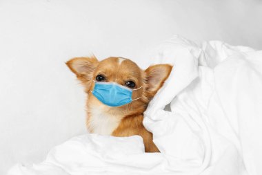Evde tıbbi maskeli küçük bir Chihuahua köpeği var. Hayvanlara virüs koruması