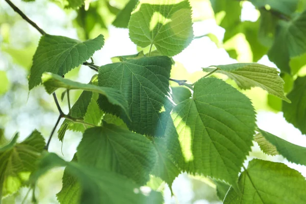 Closeup View Linden Tree Fresh Young Green Leaves Outdoors Spring — Stock Photo, Image