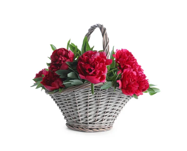 Bouquet Belle Peonie Rosse Cesto Vimini Isolato Bianco — Foto Stock