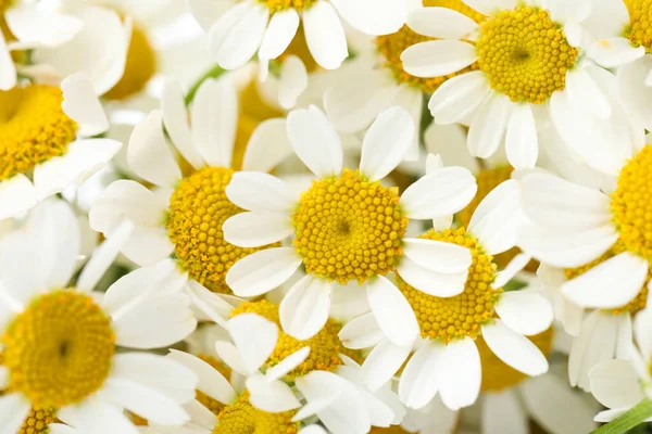 Hermosas Flores Manzanilla Fresca Como Fondo Primer Plano — Foto de Stock