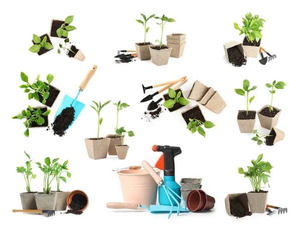 Növényi Palánták Kertészeti Eszközök Készlete Fehér Alapon — Stock Fotó
