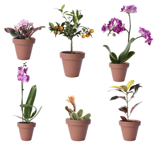 Комплект различных комнатных растений в цветочных горшках на белом фоне