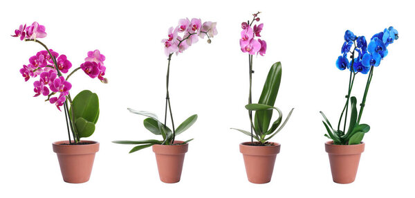 Набор цветущих орхидеи растений в цветочных горшках на белом фоне. Баннерный дизайн

