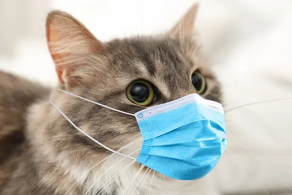 Słodki Puszysty Kot Masce Medycznej Wewnątrz Zbliżenie Ochrona Przed Wirusami — Zdjęcie stockowe