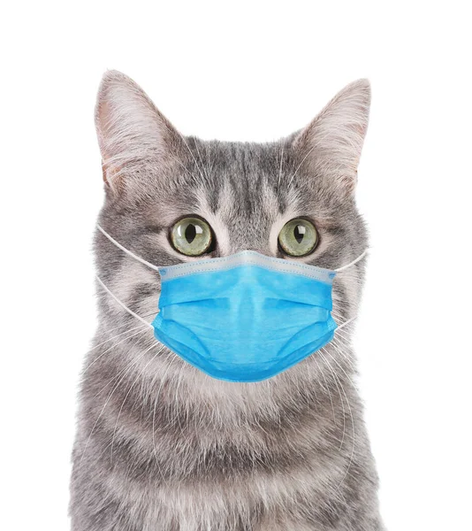 Gray Tabby Cat Medical Mask White Background Virus Protection Animal — Stock Photo, Image