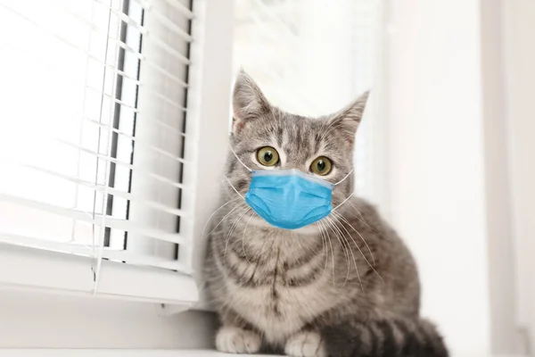 Cute tabby cat in medical mask on window sill indoors. Virus protection for animal