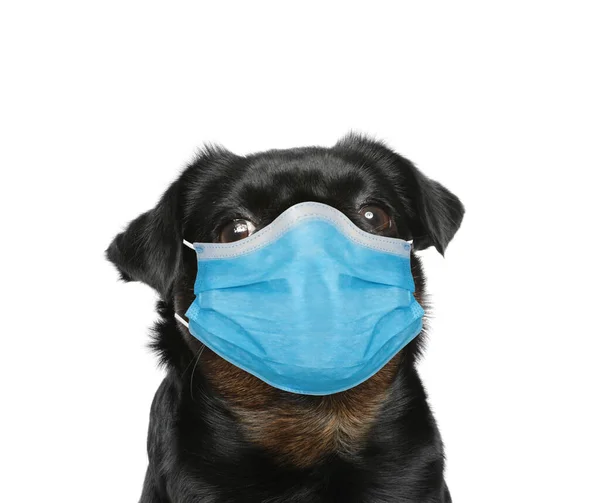 Adorable Perro Petit Brabancon Negro Con Máscara Médica Sobre Fondo — Foto de Stock