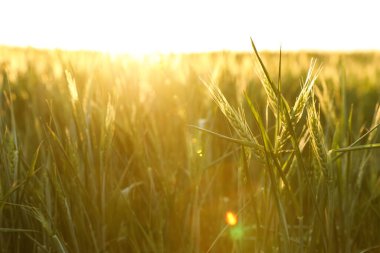 Güneşli bir günde olgunlaşmamış sivri uçlu alanın yakın görüntüsü