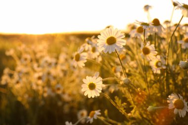 Güneşli bir günde güzel papatya tarlasının yakın görüntüsü