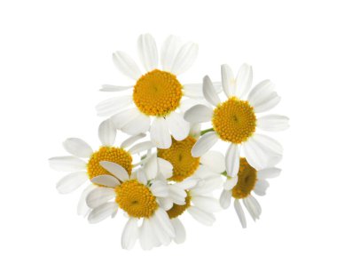Beautiful fresh chamomile flowers isolated on white clipart