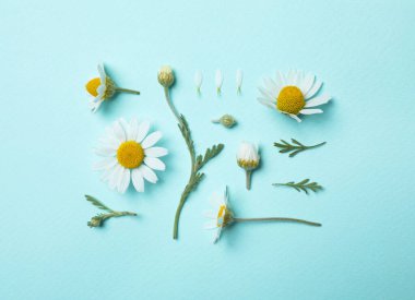 Açık mavi arkaplanda güzel papatyalar bulunan düz bir kompozisyon.