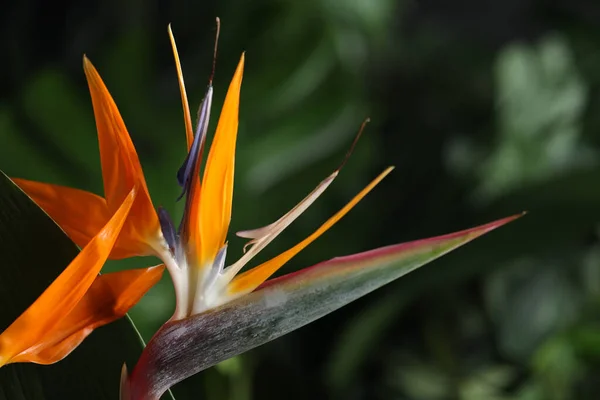Pták Ráj Tropické Květiny Rozmazaném Pozadí Detailní Záběr — Stock fotografie