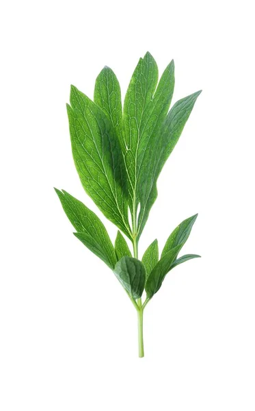 Färska Blad Pion Isolerade Vita — Stockfoto