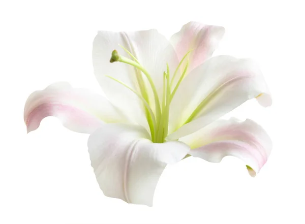 白に孤立した美しい咲くユリの花 — ストック写真