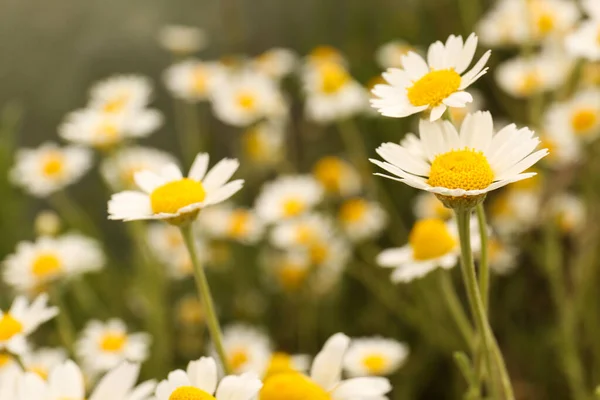 Lindas Flores Camomila Crescendo Campo Close — Fotografia de Stock