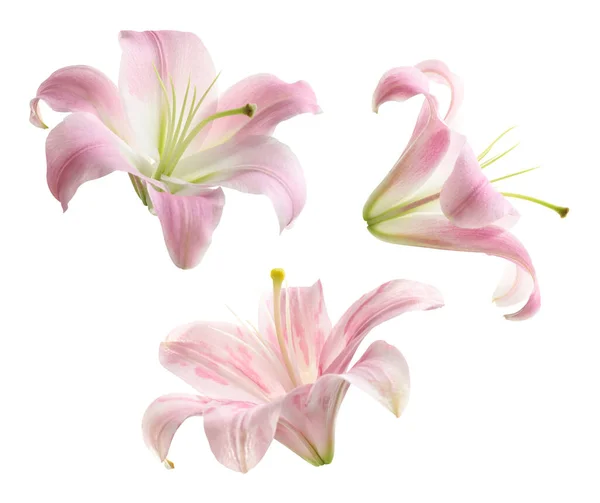 Набор Красивых Цветущих Розовых Лилий Белом Фоне — стоковое фото