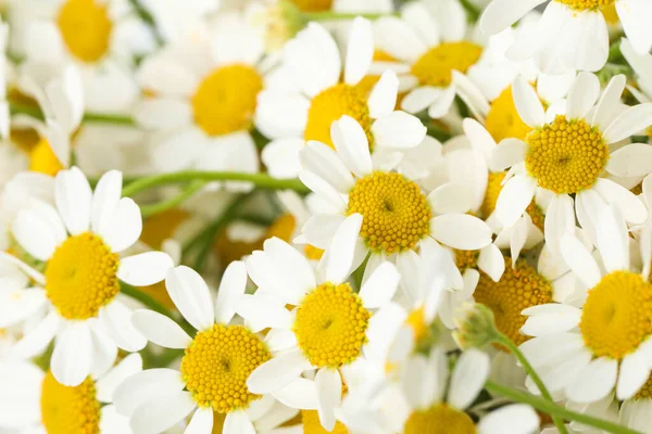 Hermosas Flores Manzanilla Fresca Como Fondo Primer Plano — Foto de Stock