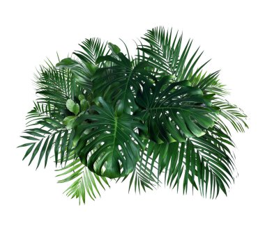 Beyaz arka planda farklı taze tropikal yapraklar