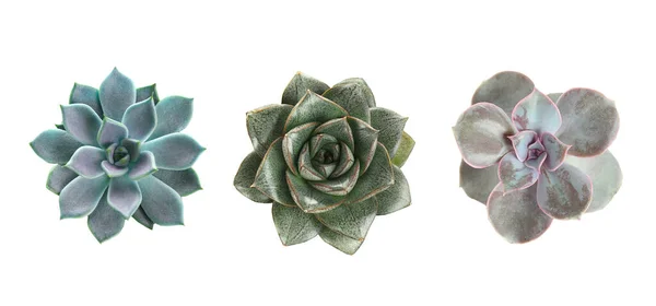 Collage Different Succulents White Background Top View — Stock Photo, Image