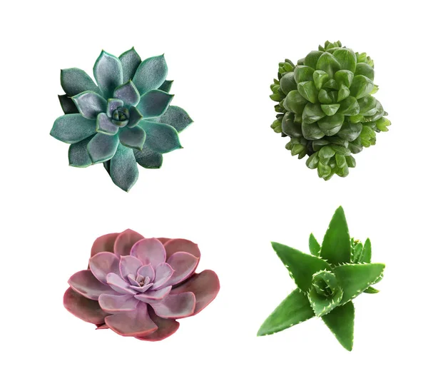 Collage Con Diverse Succulente Sfondo Bianco Vista Dall Alto — Foto Stock