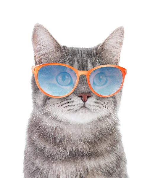 Portrait Gray Tabby Cat Sunglasses White Background — Stock Photo, Image