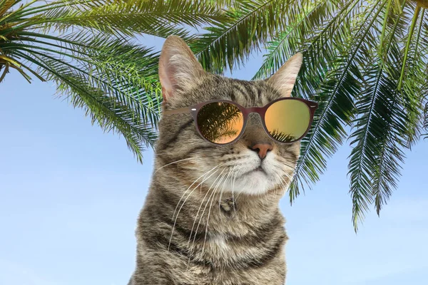 Cute Tabby Cat Wearing Sunglasses Blue Sky Palms Background — Stock Photo, Image