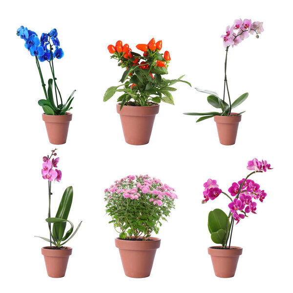 Набор различных цветущих растений в цветочных горшках на белом фоне