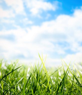 Güneşli bir günde yeşil çimenler ve mavi gökyüzü, yakın çekim