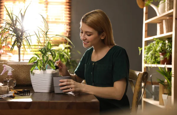 Mujer Joven Encapsulando Planta Dieffenbachia Casa Interesante Hobby — Foto de Stock