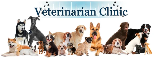 Colagem Com Diferentes Animais Estimação Bonitos Texto Veterinarian Clinic Sobre — Fotografia de Stock
