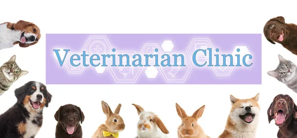 Colagem Com Diferentes Animais Estimação Bonitos Texto Veterinarian Clinic Sobre — Fotografia de Stock
