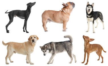 Beyaz arka planda farklı köpek grupları