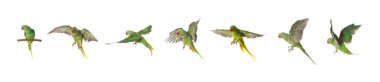 Beyaz arka planda güzel evcil hayvan (Alexandrine parakeet) seti. Pankart tasarımı