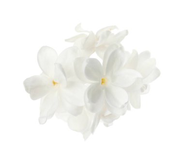 Güzel, taze leylak çiçeği bembeyaz.