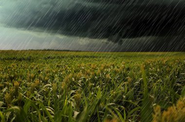 Gri günde tarladaki yeşil mısır bitkilerinin üzerine sağanak yağmur yağıyor