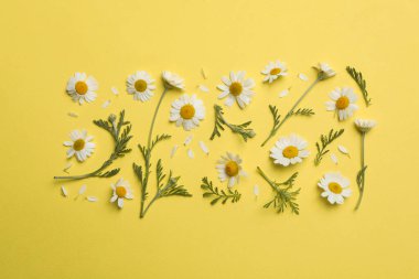 Düz kompozisyon ve sarı arka planda taze papatyalar.